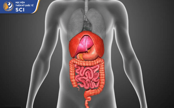 Các vấn đề về gan và phổi khi mắc phải sẽ biểu hiện ngay lên má, tiêu biểu là nổi mụn ở má. - hoidapnails.com