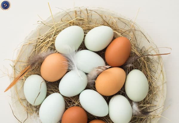 Trứng gà giúp trị mụn trên trán - hoidapnails.com